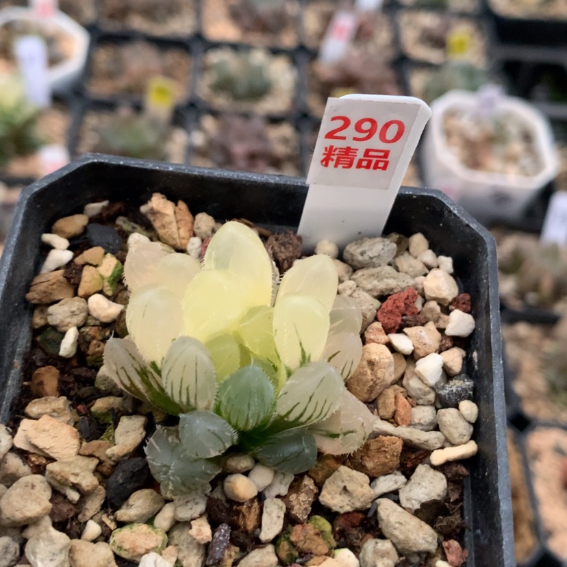 【闪购商品】烂***路290玉露锦多肉