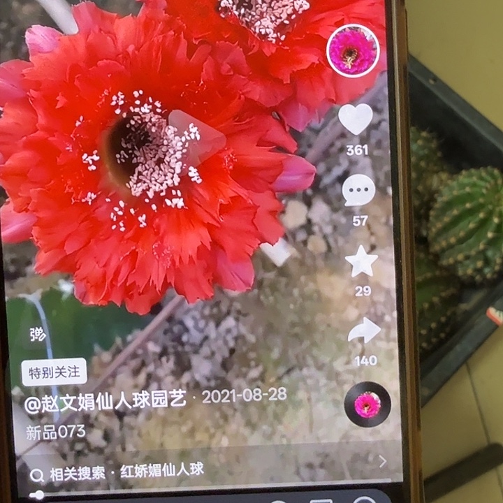 仙人球彩草侧芽歪073丑