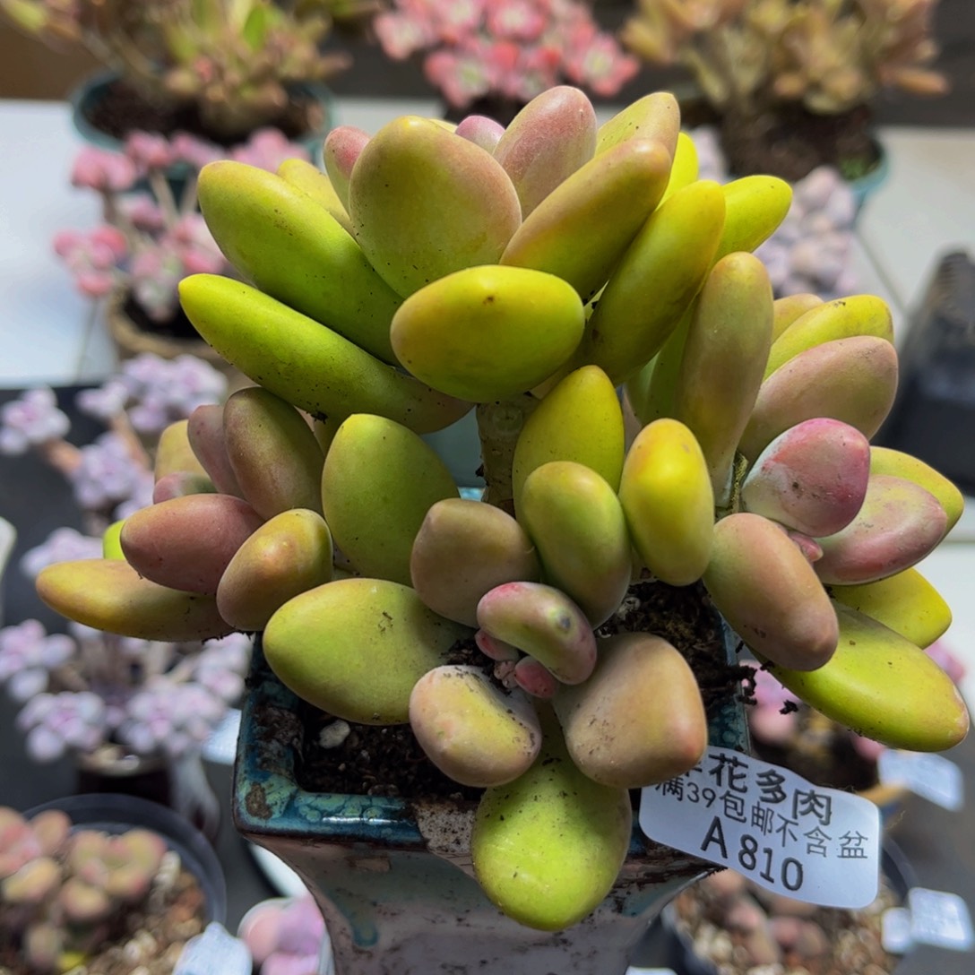 810/10cm芒果奶多肉植物