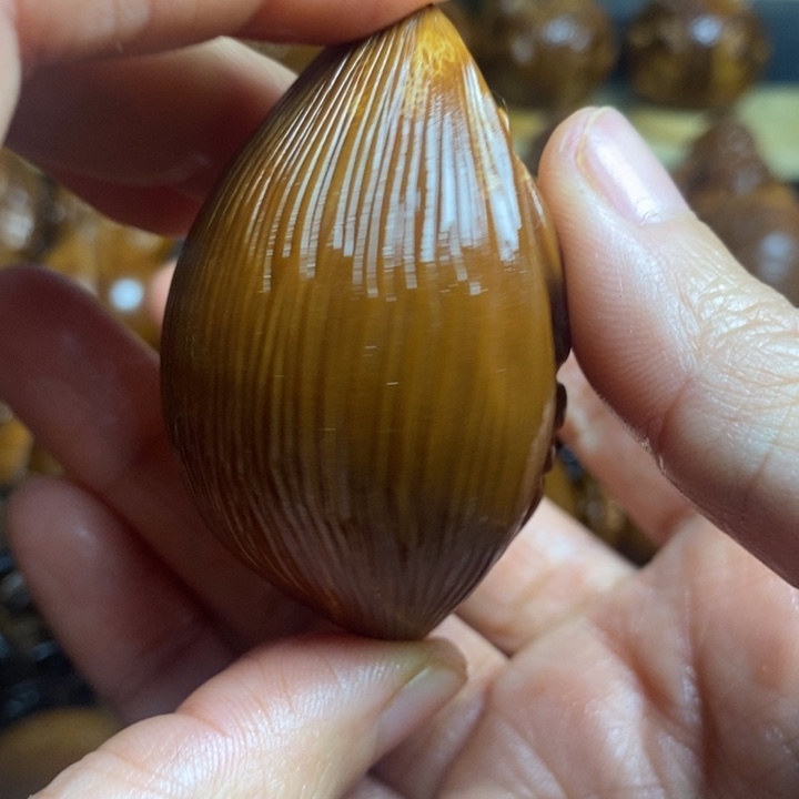 【闪购商品】香榧木橄榄核雕刻4.1单面蝴蝶