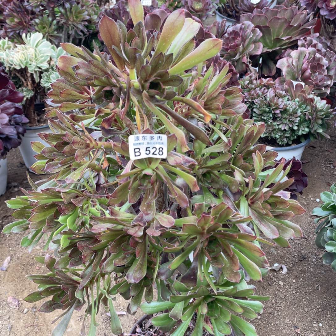 528灰法师多肉法师断枝不包