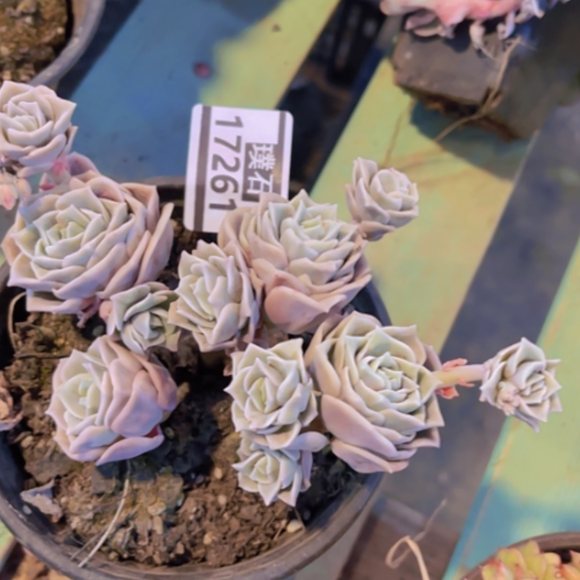 【闪购商品】可爱玫瑰17261