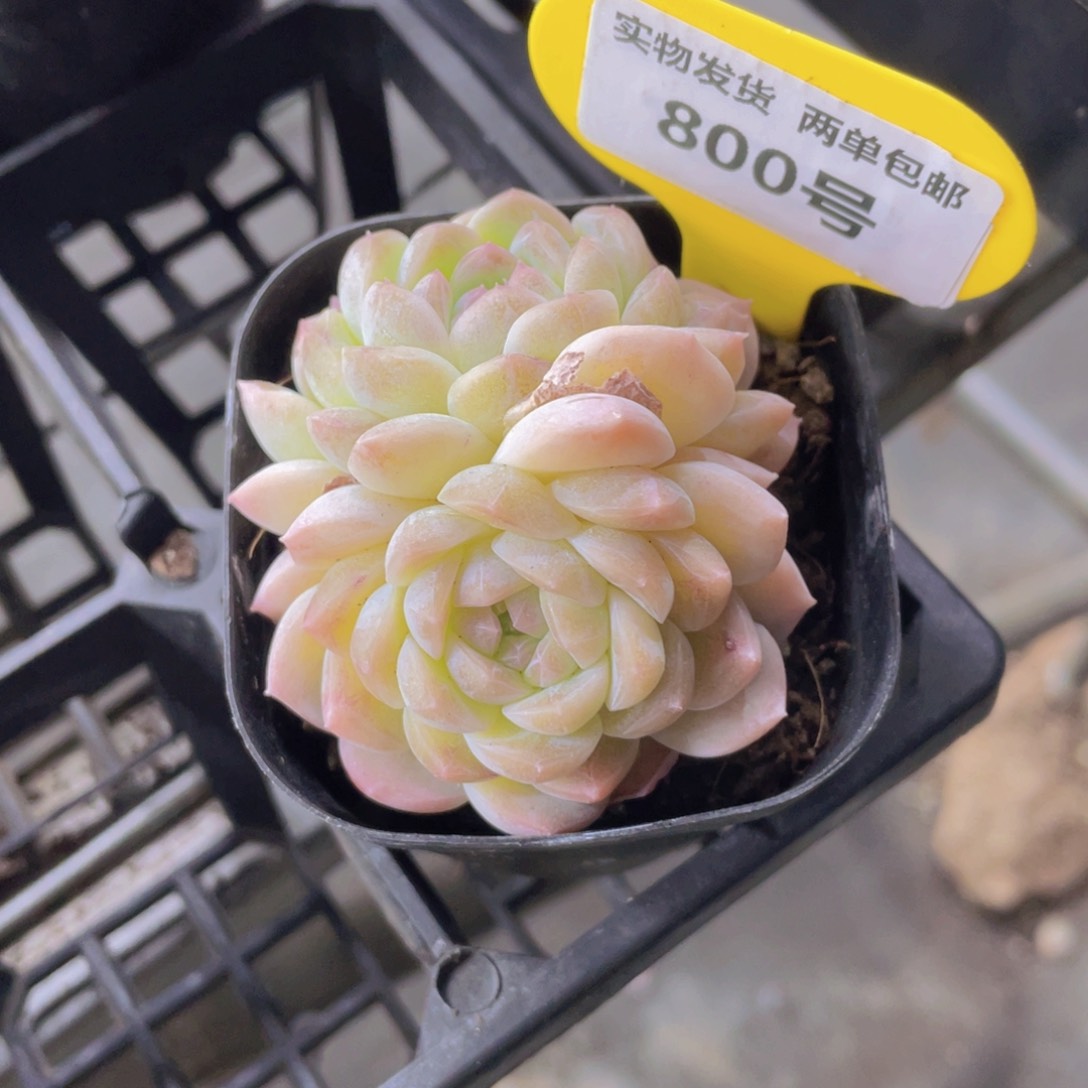 800号 精品白桃汽水双头