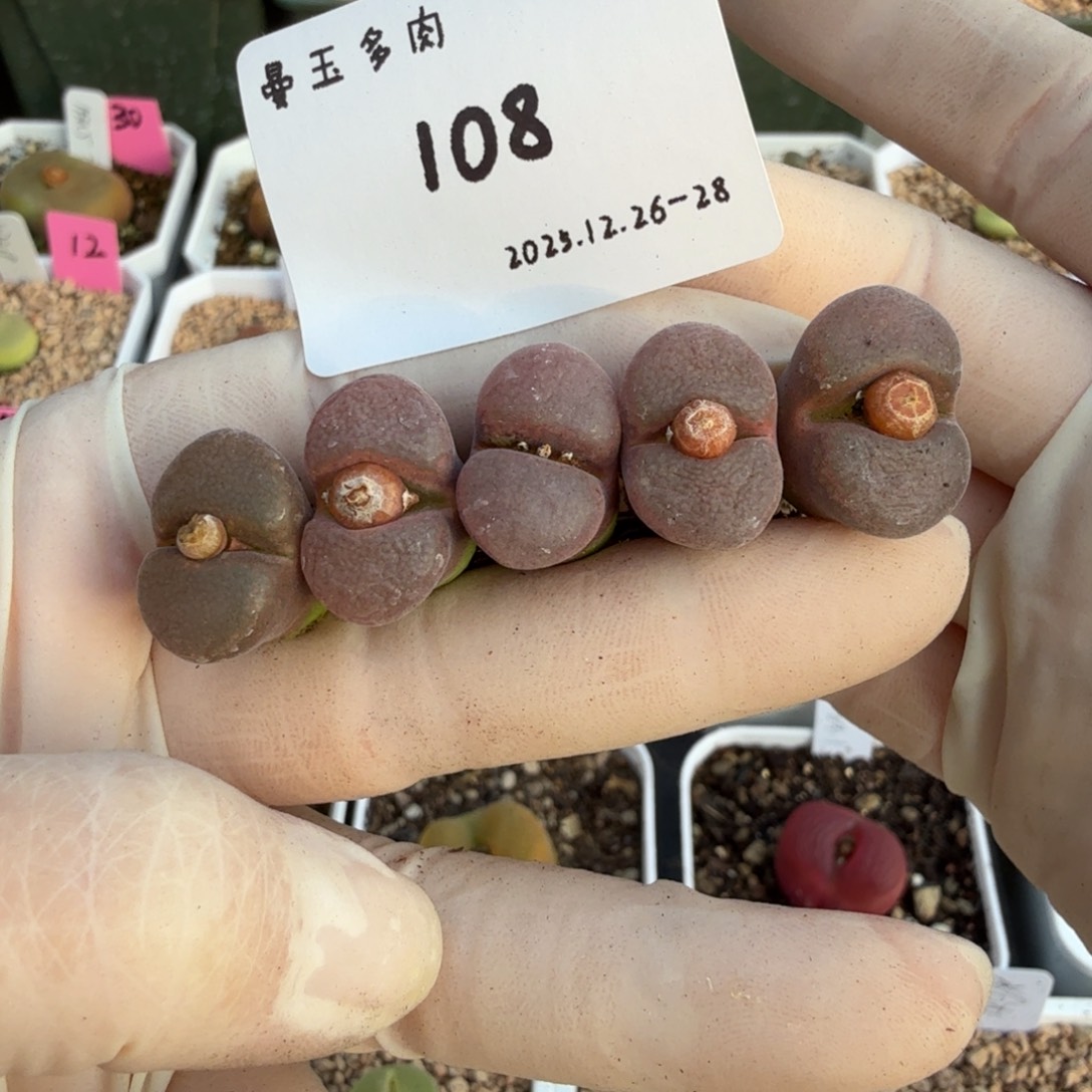 多肉多肉多肉12-108白花1804.5