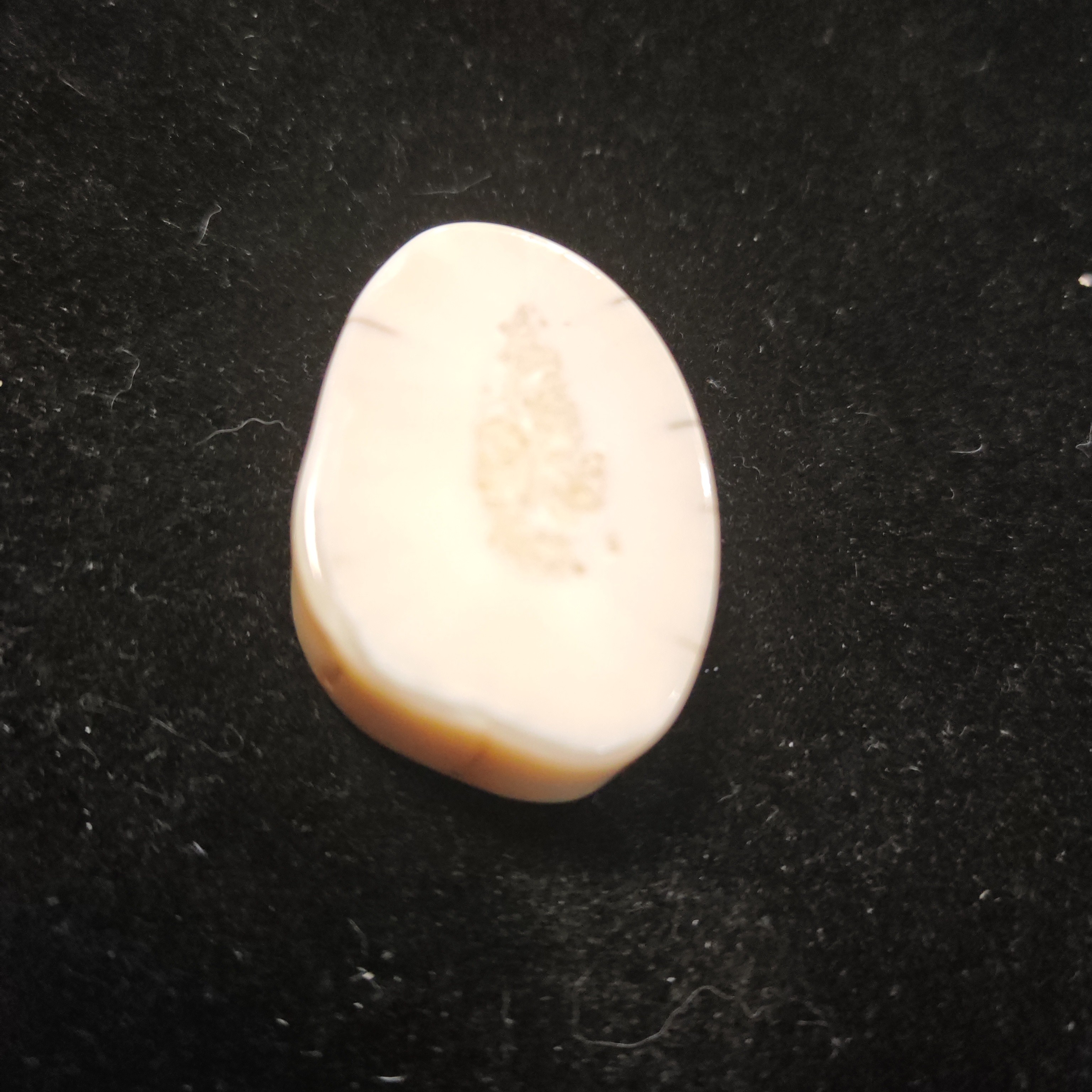 猛犸猛犸虬饼子WW564