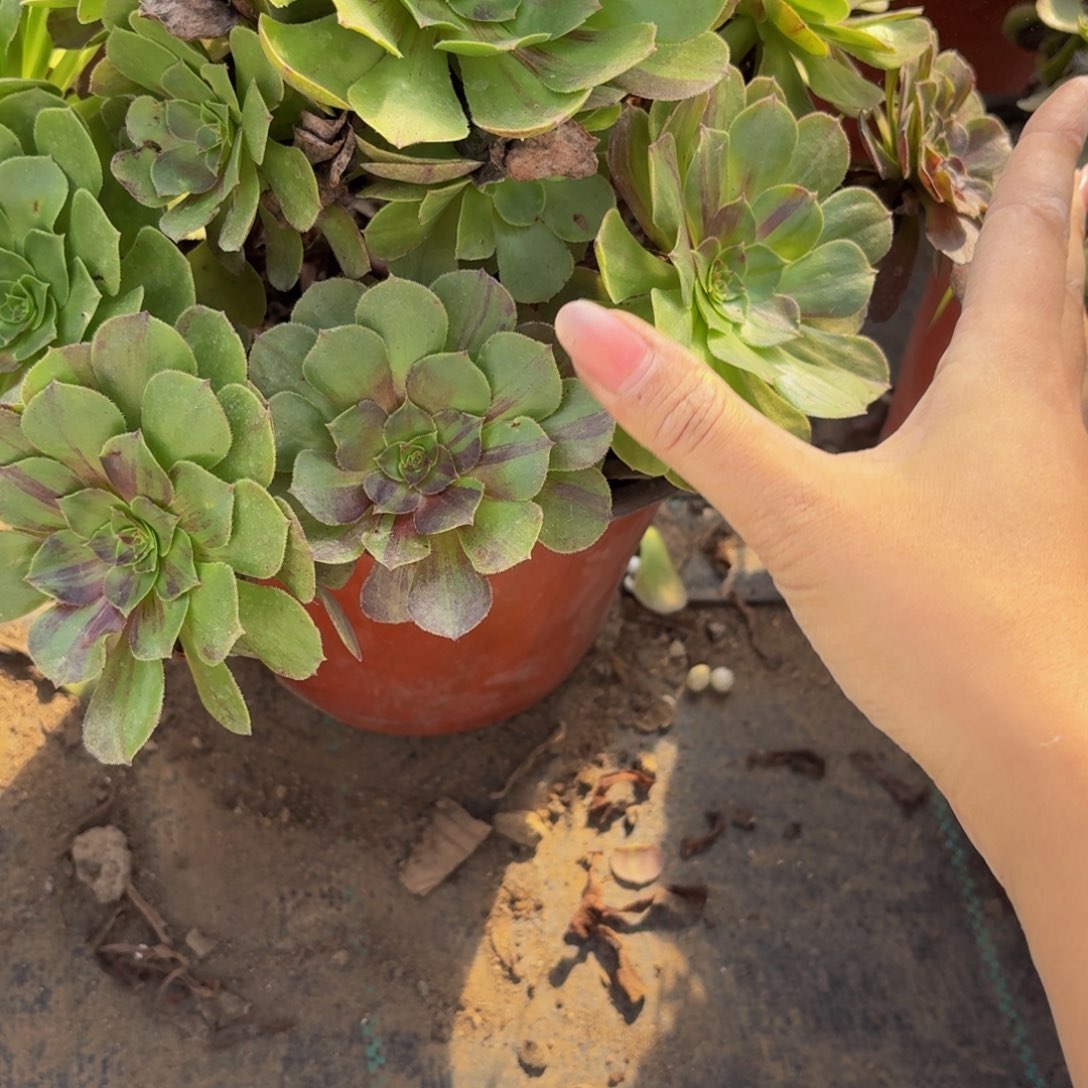 130多肉植物捧花的时候