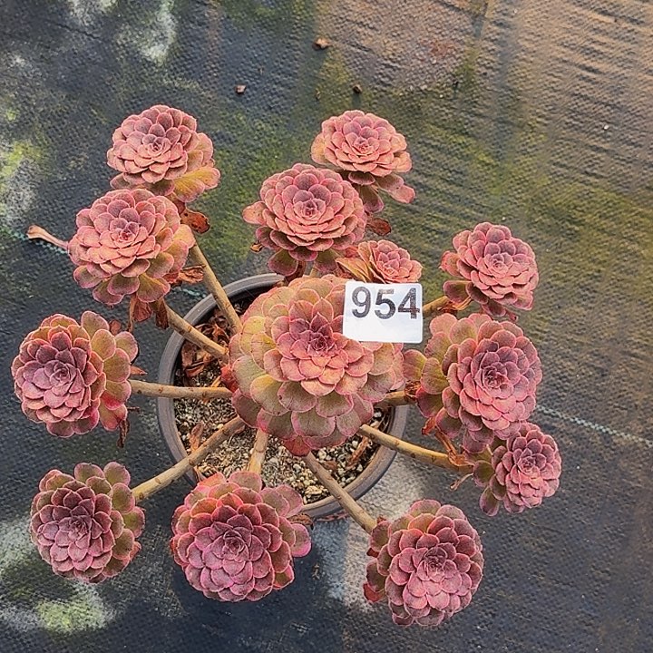 不开花植物954水墨画半木质桩