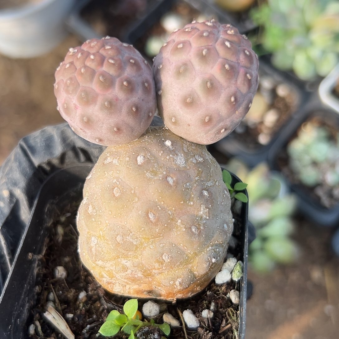 哦耶呃呃呃呃呃呃呃呃