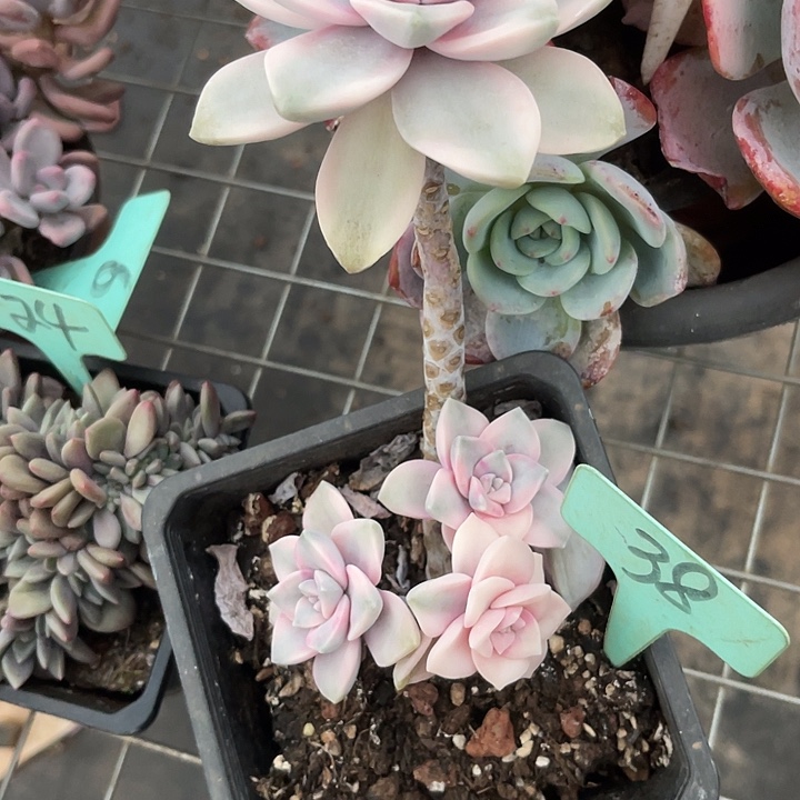 两单包邮，38紫乐锦