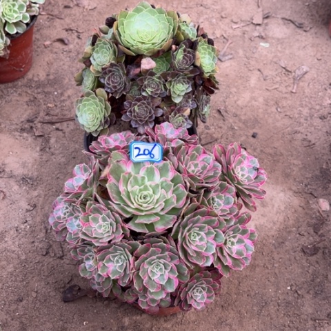 206多肉植物组合，