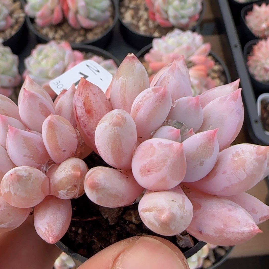 所罗门老桩一颗脱土发货