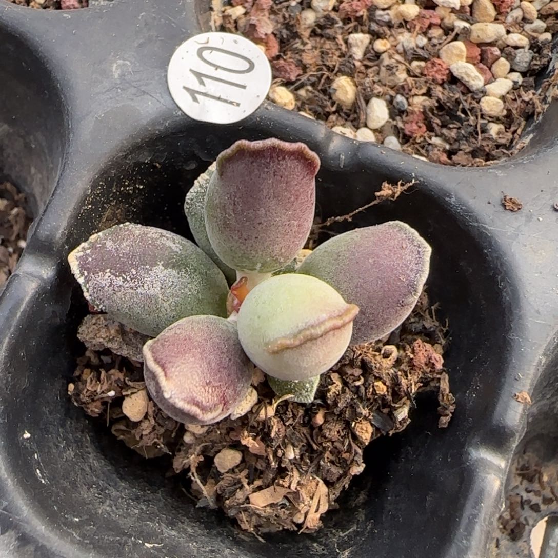 依**雨艺伎海豹水泡多肉植物