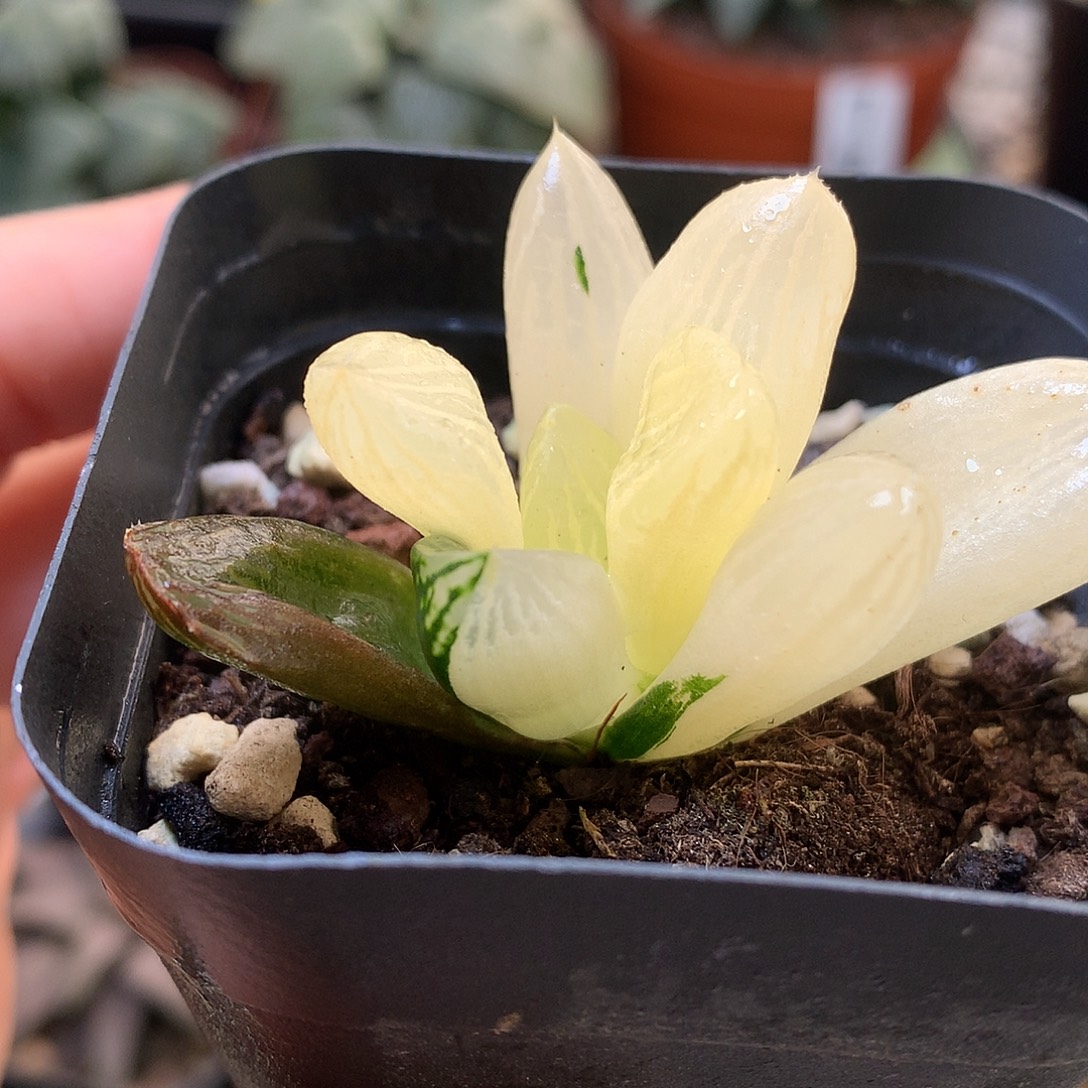 玉潭寿锦袋豆浆xklooo