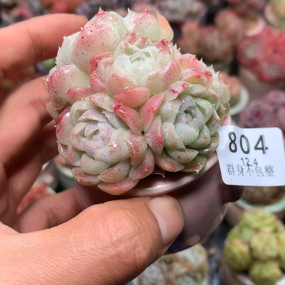 精控拇指盆12.4804