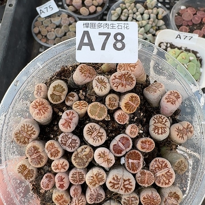 78多肉植物多肉植物