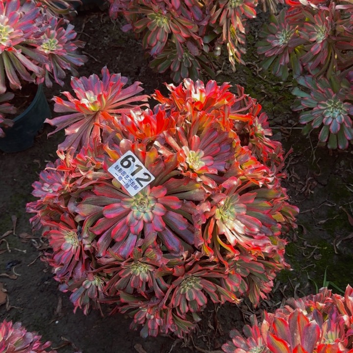 雪姬花27-49包邮花花