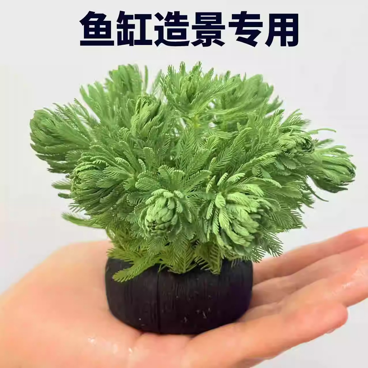羽毛宝塔大坨草鱼缸造景水草场直发懒人水培增氧中后景淡水草植物商品图