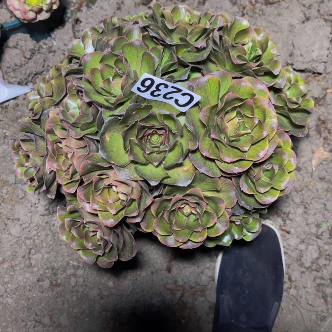 灰魅法师26//18包邮