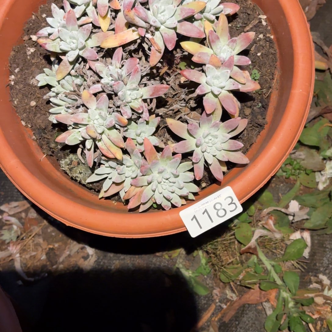 仙女杯多肉植物杂交