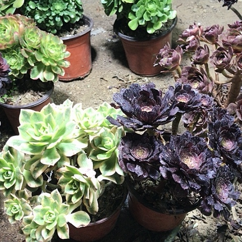 萝莉十星爆法师26