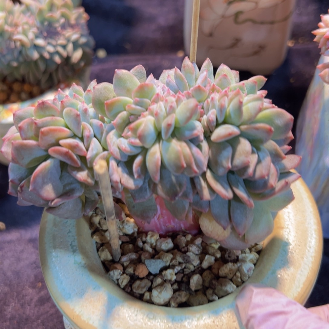 新年快乐啊宝宝们88888888