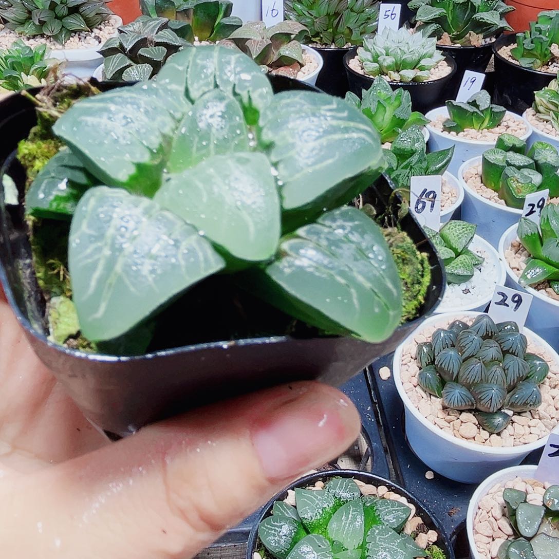 粉色甜心多肉植物66