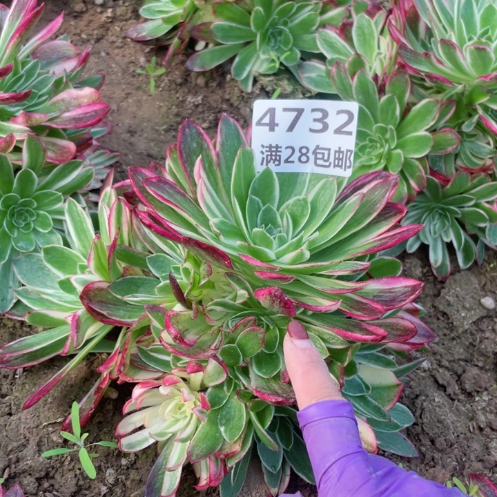 4732二号棚海王多肉M