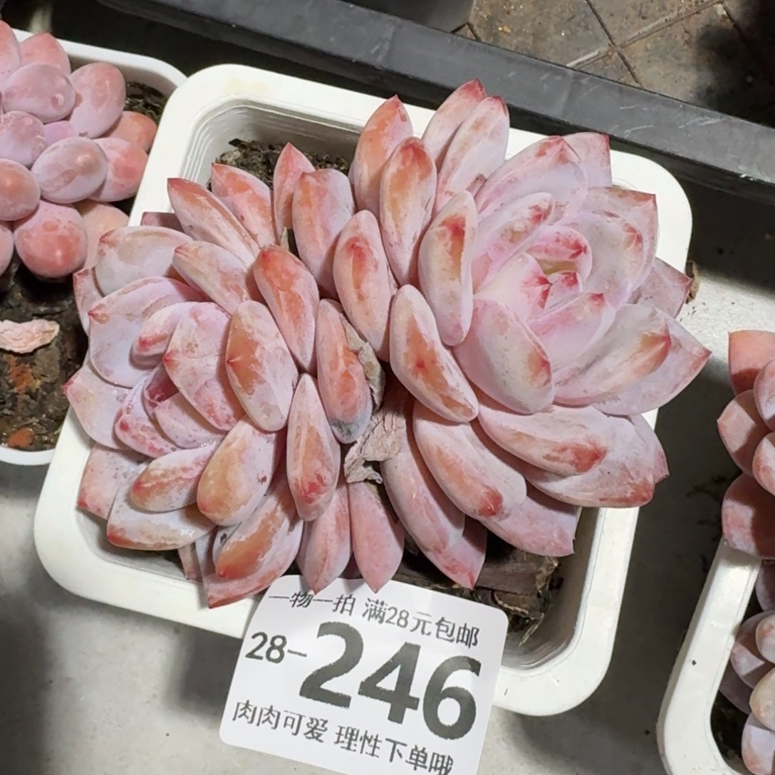 橙梦露无盆土发货呀