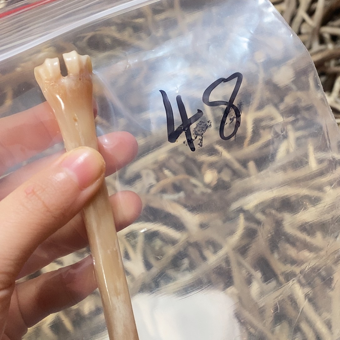 粗***饭非金属鹿骨鹿骨鹿骨