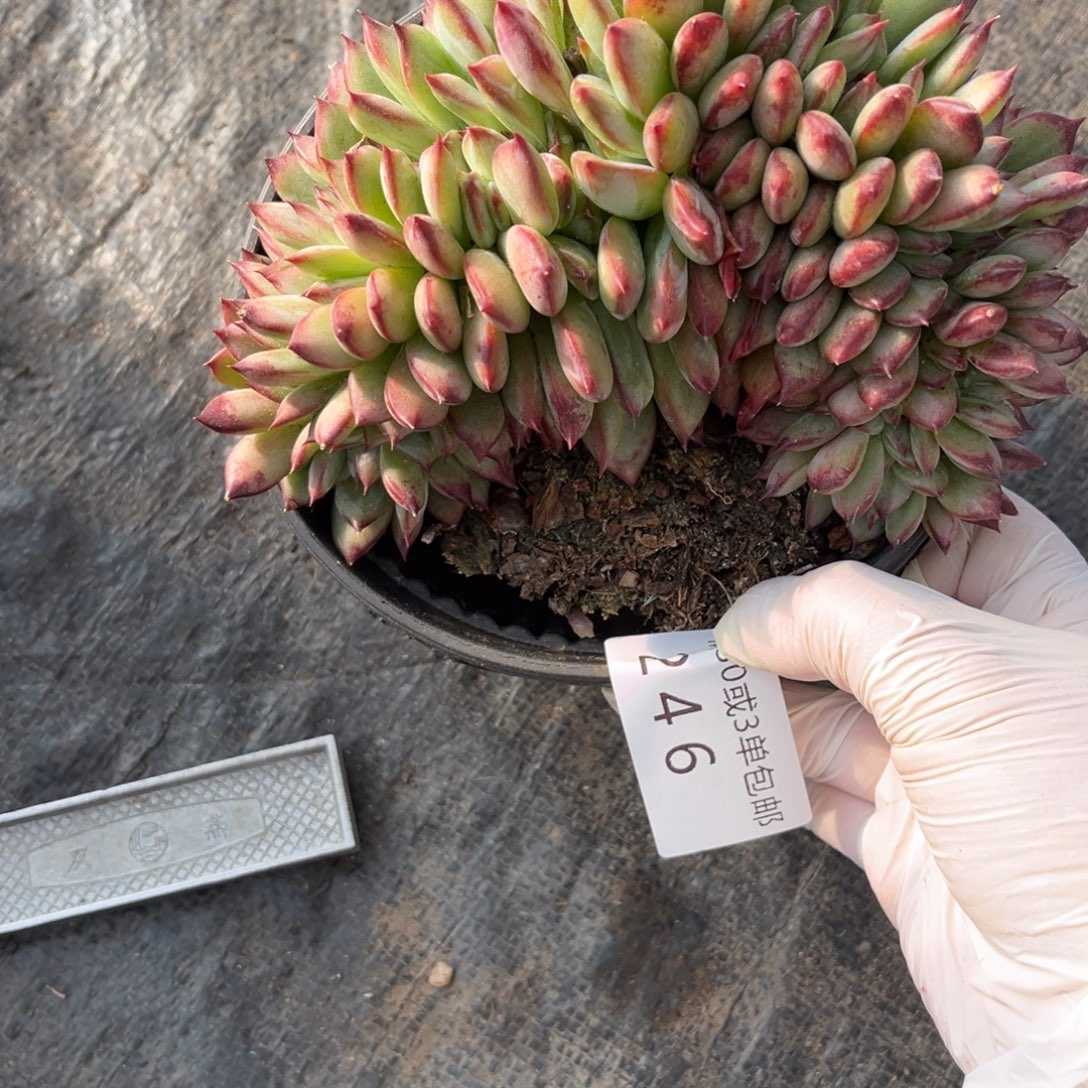 246红蜡糖多肉植物……