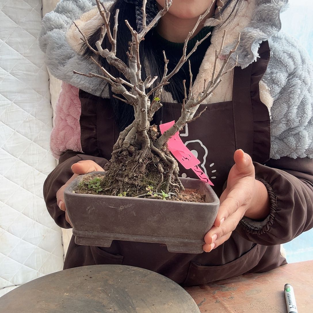 五***月无花朵原生贴梗海棠