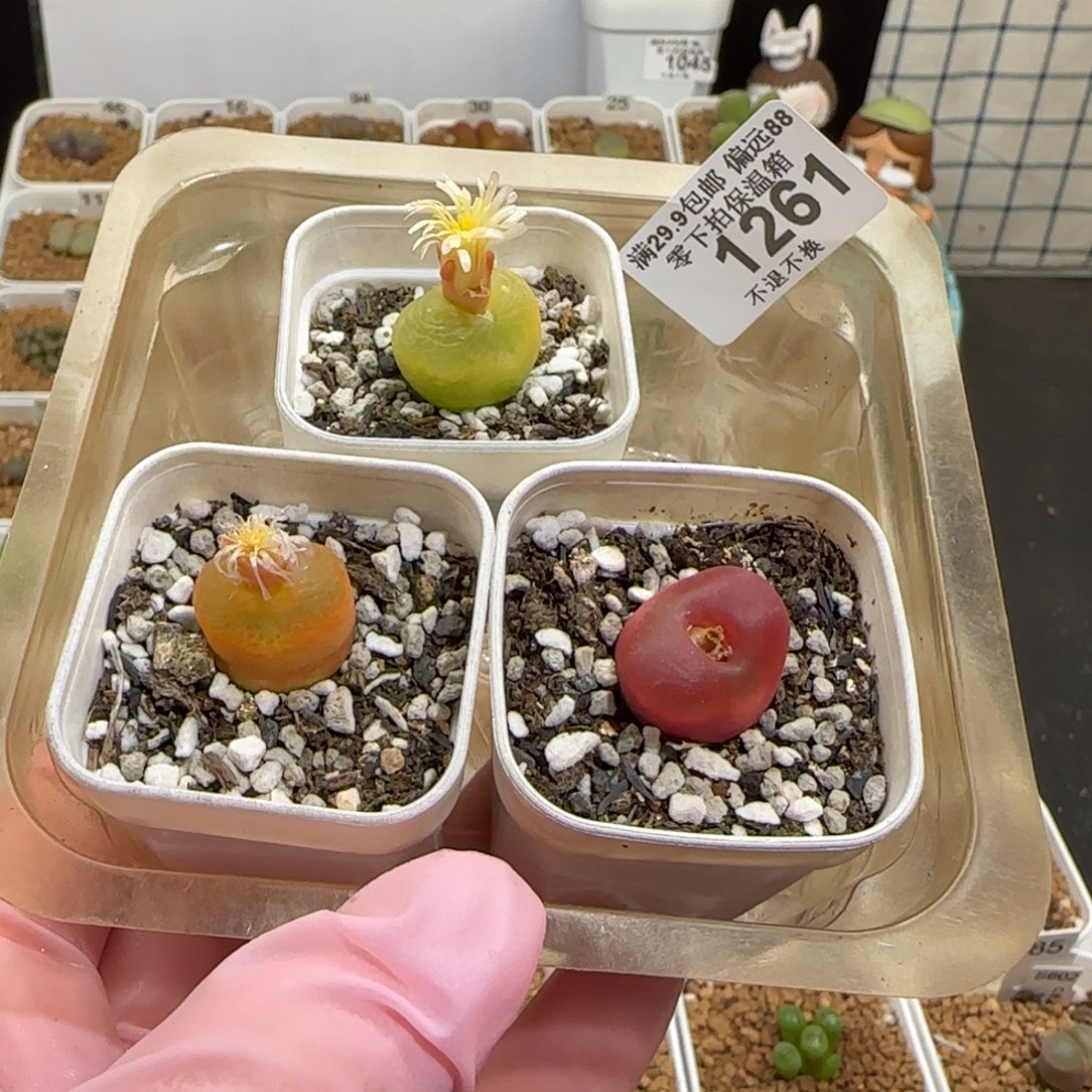 肉锥多肉植物组合-组合1261