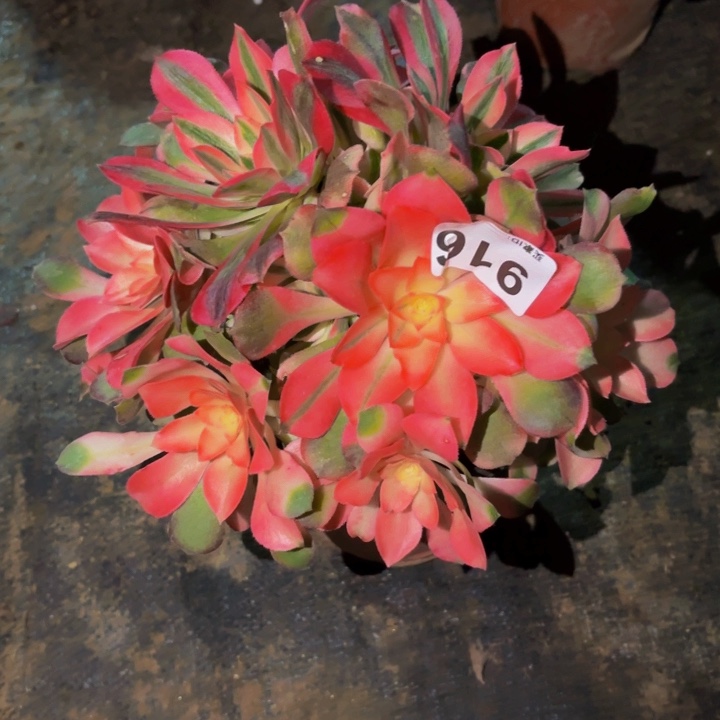 916香妃多肉植物砍头老桩