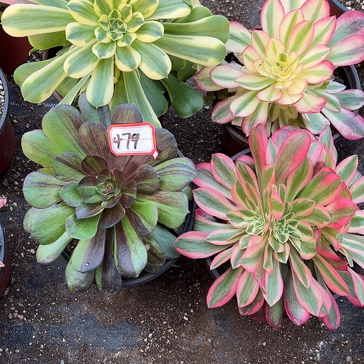 多肉植物479不售后