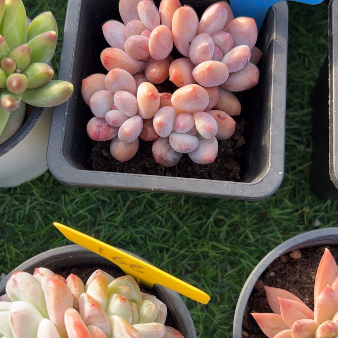 小老桩香水多肉植物