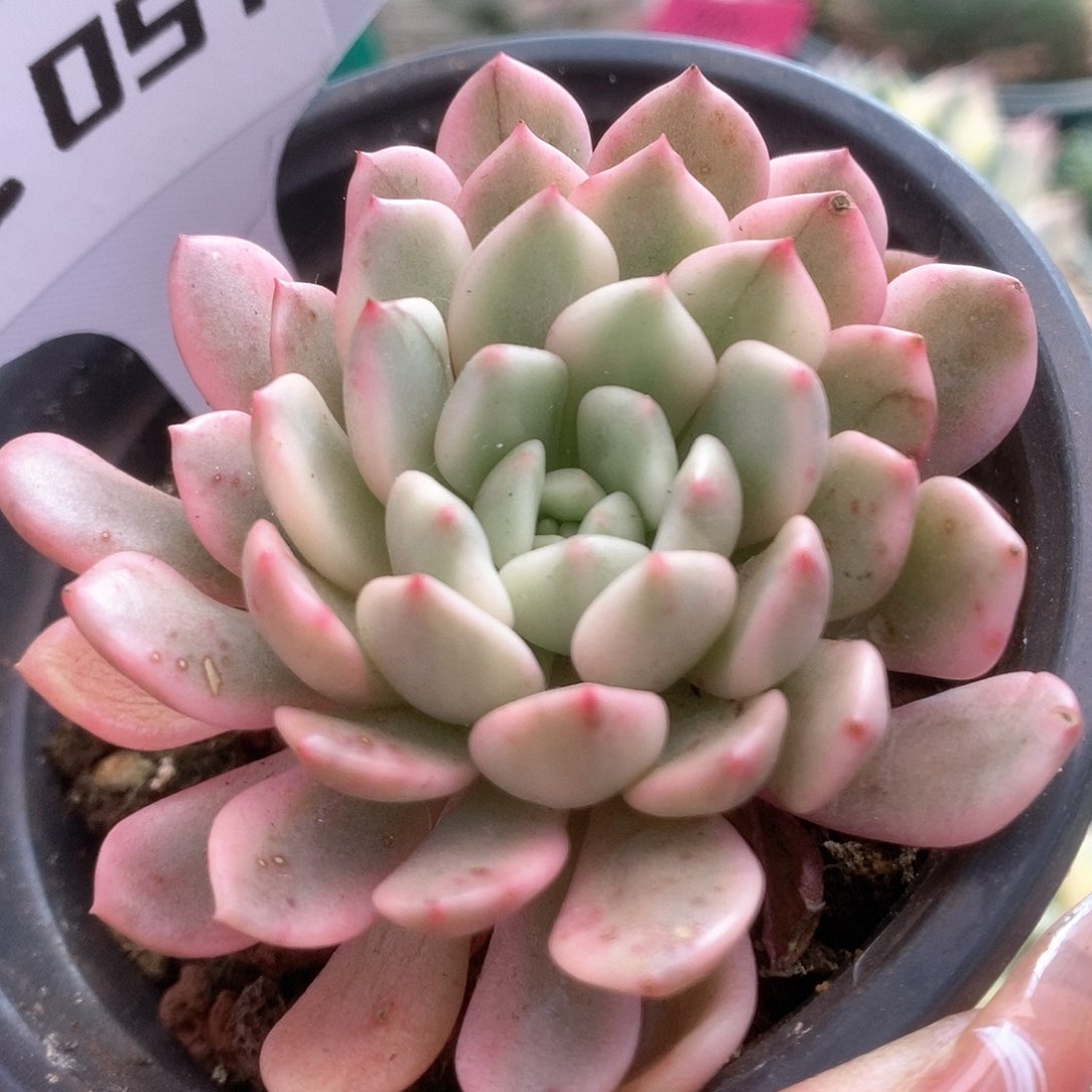 051红宝石锦锦锦锦锦锦锦