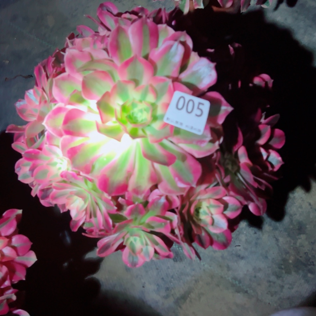 005多肉法师植物女巫