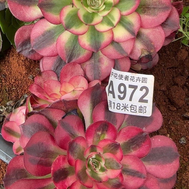 多肉法师淘宝福利