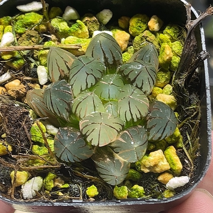 129变异龙爪玉露锦