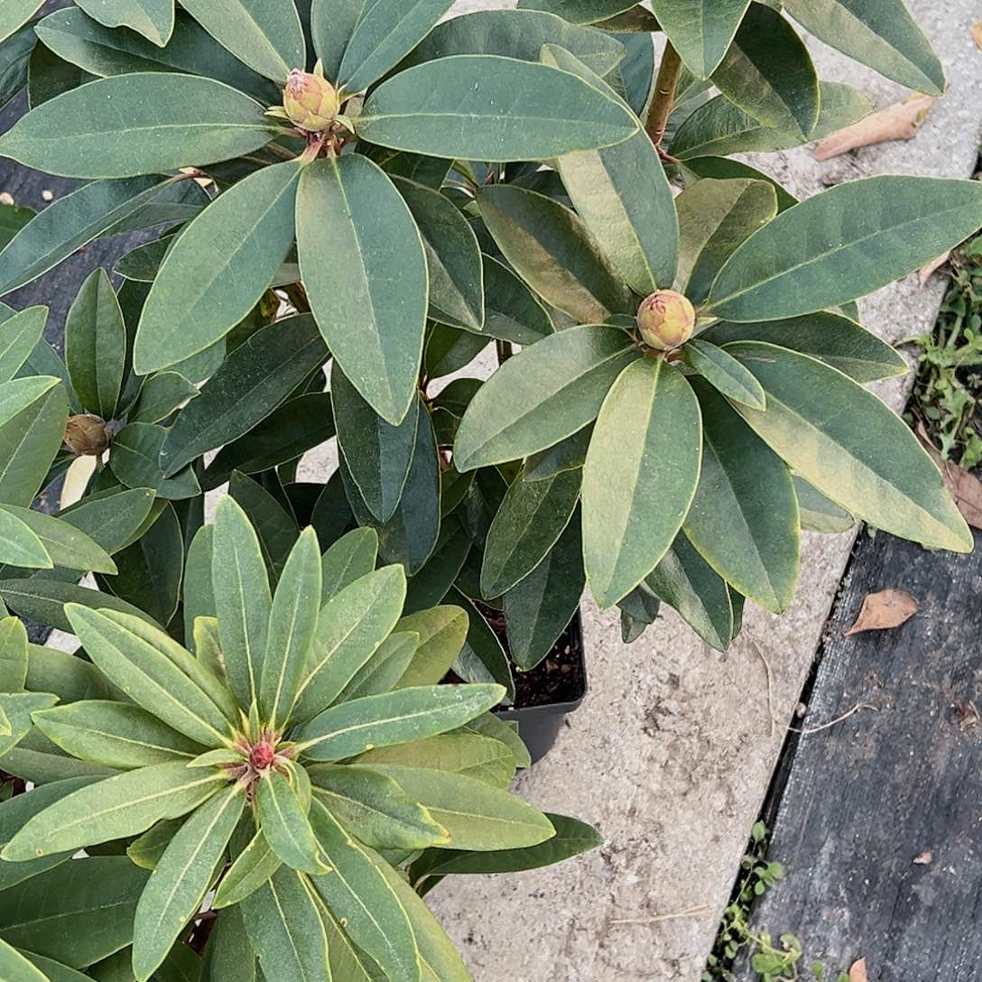 无花朵王子夫人一加仑