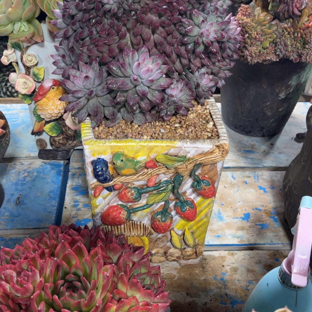 人***行多肉植物保护研究所所长的