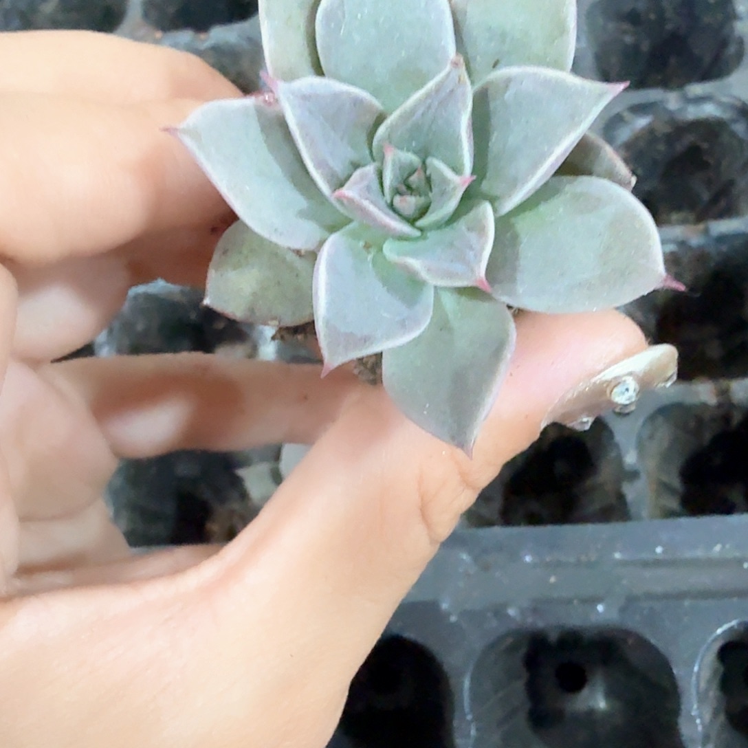 米亚穴苗5颗一组