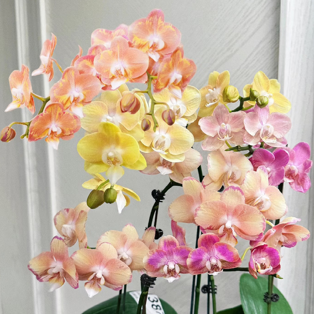 超稀有变色一颗成树2花剑起【变色三文鱼】蝴蝶兰超稀有品种