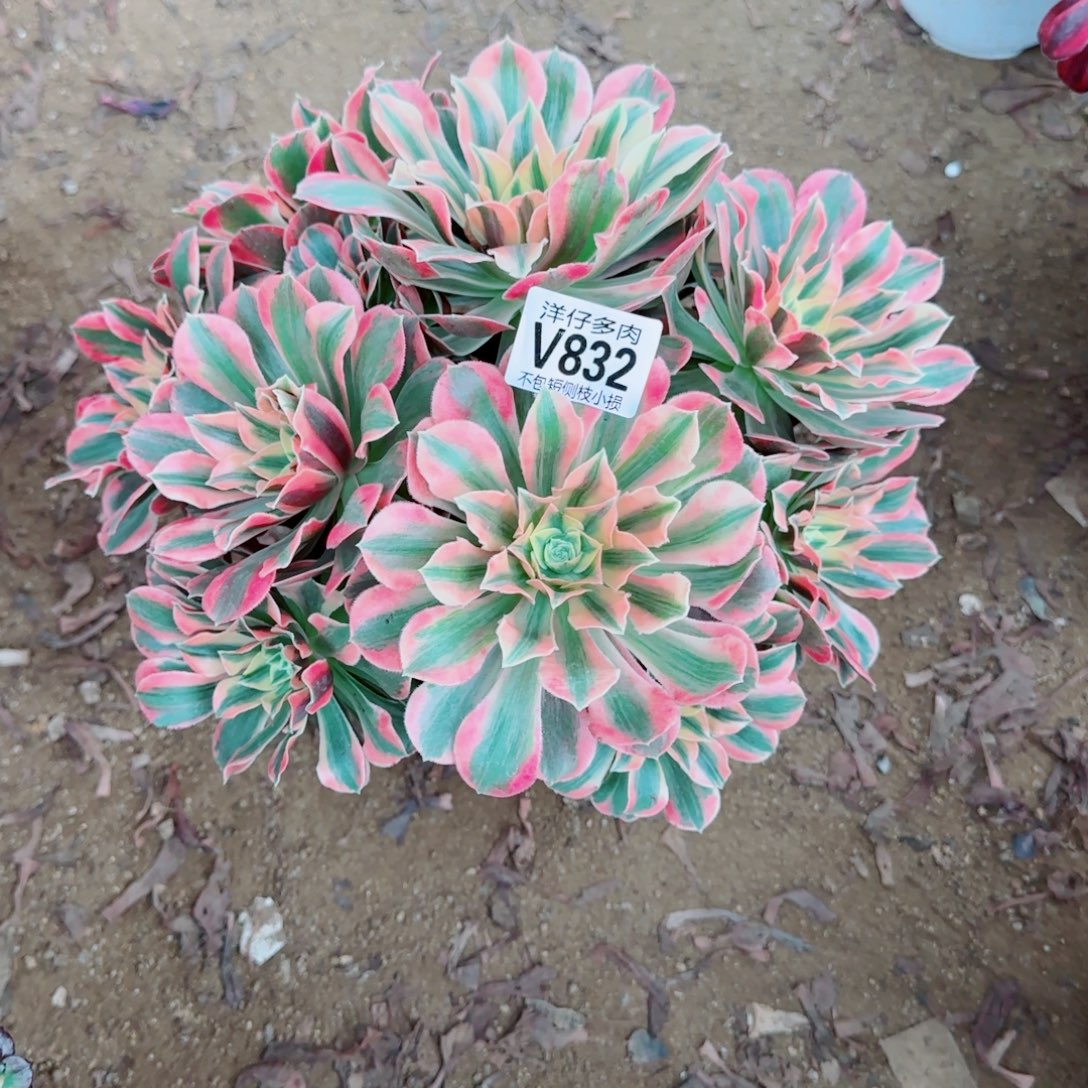 ****）女妖发832冠幅28    