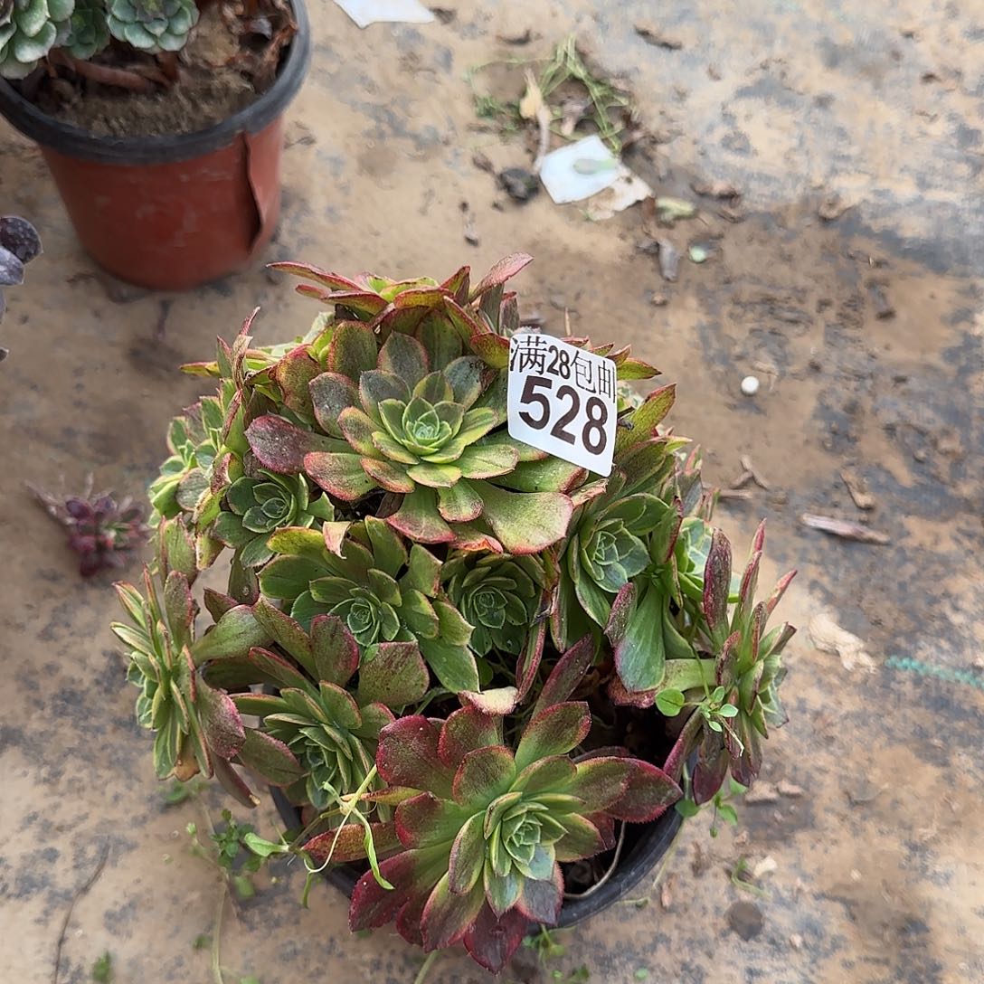 万黄锦多肉528满28包邮断枝不包