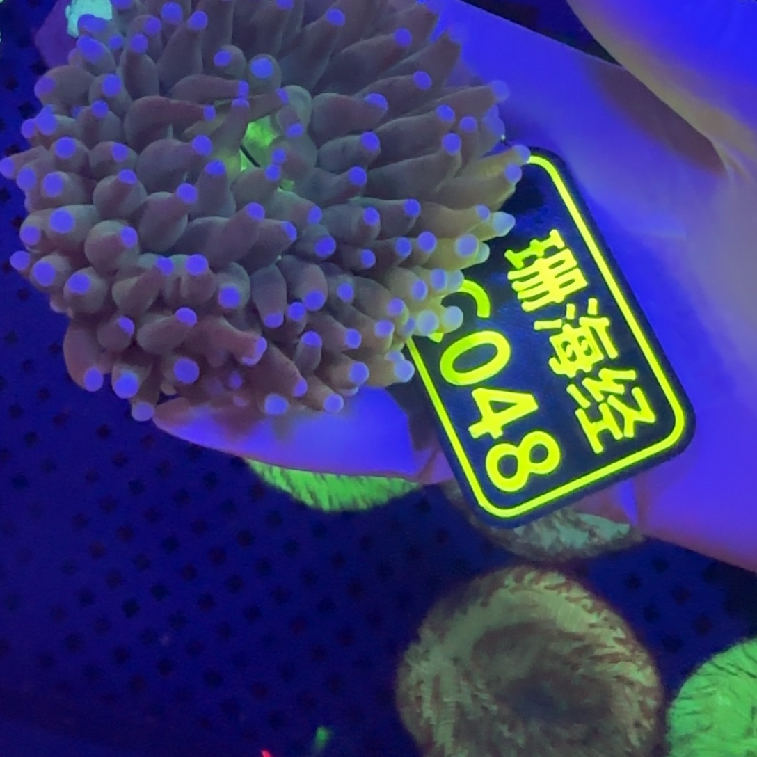 小***兽纽扣珊瑚晓晓不包邮长须飞盘C048