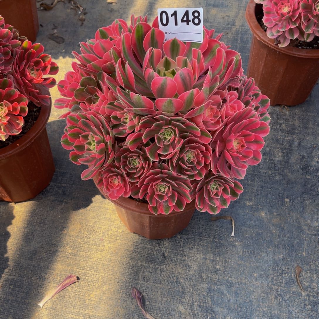 无花朵女巫0148福利