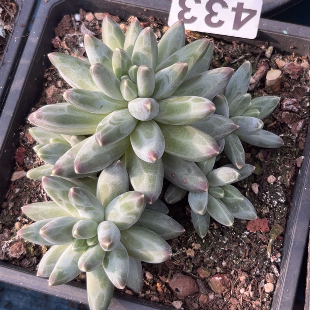 伊卡鲁斯多肉植物433