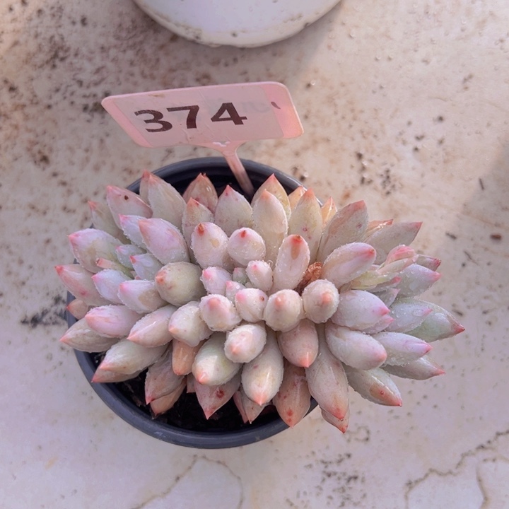 健健康康平平安安