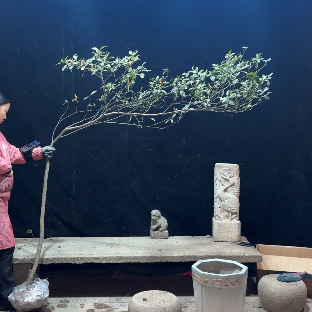 ****…完全开放栀子花生桩一物一拍